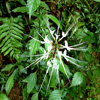 天然野生新货中药材 云南猫须草 猫须草茶500g买两斤送一斤