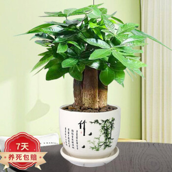 发财树盆栽办公室盆栽室内客厅桌面绿植小盆景三杆发财树苗树植物花卉竹瓷盆 三杆发财树 图片价格品牌报价 京东 发财树盆栽办公室盆栽室内客厅桌面绿植小盆景三杆发财树苗树植物花卉竹瓷盆 三杆发财树 图片价格品牌报价 京东