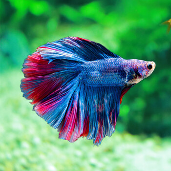 鱼官儿泰国斗鱼办公室客厅观赏斗鱼热带淡水鱼水族活体宠物混色系半月