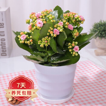 若绿 新品长寿花盆栽带花苞重瓣大花植物金狐狸四季开花室内花卉绿植 粉色【带花苞】 原盆原土