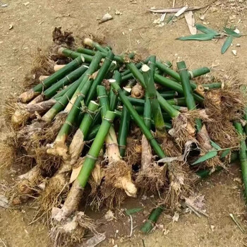 伊潋眸麦基乐麻竹苗大头甜竹笋种植苗广西麻竹笋苗造林庭院马蹄笋楠竹