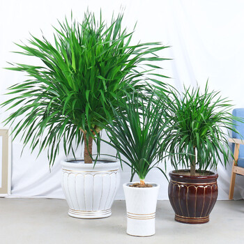 多头龙须龙血树龙铁树办公室内客厅大型绿植物花卉盆栽景 七彩铁80-90