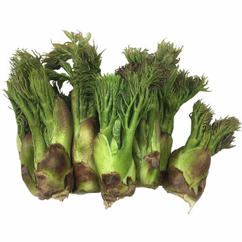 东北保鲜蔬菜 山野菜刺嫩芽刺老芽 山菜刺龙芽东北蘸酱菜 5斤