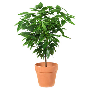 植物四季常青室内好养幸福树新家吸甲醛大型绿植 平安树40cm(青山盆)