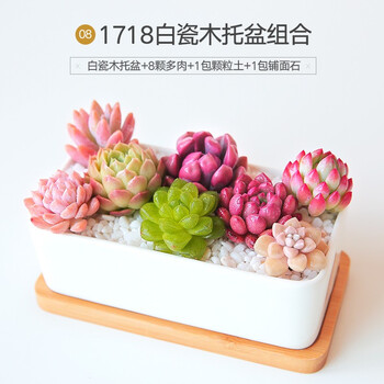 曼巧 Manq 多肉植物组合盆栽新手套餐创意diy盆栽多肉植物盆栽套餐肉肉植物多肉老桩1718 含盆送土 图片价格品牌报价 京东 曼巧 Manq 多肉植物组合盆栽新手套餐创意diy盆栽多肉植物盆栽套餐肉肉植物多肉老桩1718 含盆送土 图片价格品牌报价 京东