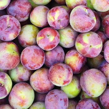 肴池陕西周至六月紫李王孕妇水果现摘先发应季水果肉厚脆甜李子味浓