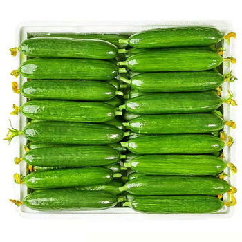 【批发价】水果小黄瓜新鲜采摘寿光无刺荷兰黄瓜青瓜蔬菜生吃整箱 5斤