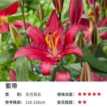百合花种球多品种重瓣香水百合庭院地栽盆栽球根 【东方百合】紫帝 带