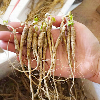 文静花坊长白山人参苗东北特产种子正宗带土发货活人参新鲜种植可以