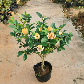 含笑苗芳香花卉盆栽苗含笑树苗阳台庭院室内办公室盆栽浓香绿植清香木