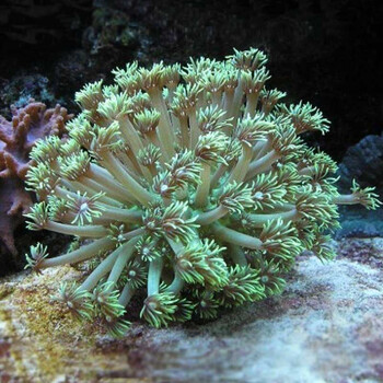 珊瑚 活体万花筒海水鱼珊瑚圆帽带骨骼小丑快递发货包活兴国海 宝石花