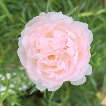 欧悟 重瓣太阳花种子 开花不断易活花种子花卉庭院室外内阳台野花种籽 粉色重瓣太阳花种子约3万粒+肥料 不含盆