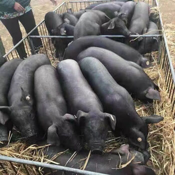 仟芸正宗黑土猪黑猪苗公母小猪仔活苗活体食用猪原种幼崽猪猪土黑猪仔