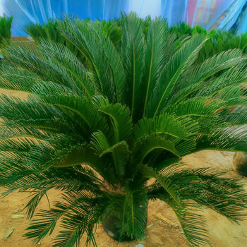 木繁铁树盆栽植物树苗室外大型名贵庭院盆景耐寒绿色长青观叶铁树苗