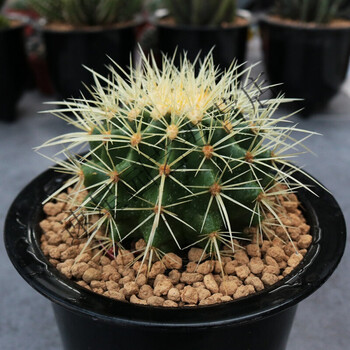 大颗仙人球奇仙玉 眩美玉 狮子王稀有开花机器多肉植物创意小盆栽