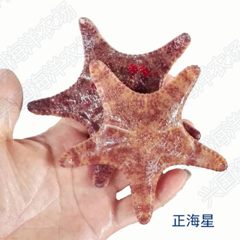 海星活体海水鱼观赏宠物海水鱼缸翻沙快递包活正海星6 8cm 图片价格品牌报价 京东