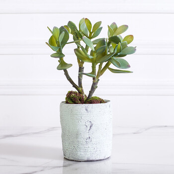 花假花植物盆栽仿真多肉仙人掌盆景 室内客厅装饰花工艺品摆件 金钱树