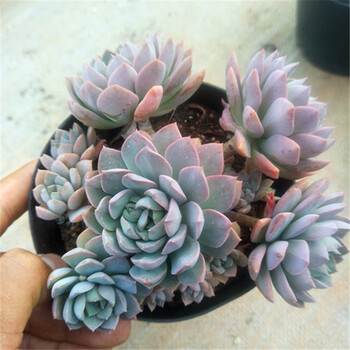 雪沫多肉老桩老庄多肉植物大棚基地直销紫乐旭鹤玉蝶几十款老桩肉明黄色紫卡7 8头裸根不带土 图片价格品牌报价 京东