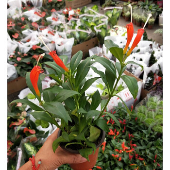 凤凰还巢又名红鲸鱼火凤凰金鱼花庭院阳台盆栽植物带花满额 红色小盆