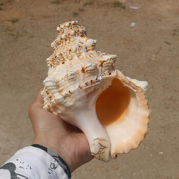 海螺号角天然海螺貝殼超大蛙螺魚缸造景擺件收藏螺號可吹響特大號 大