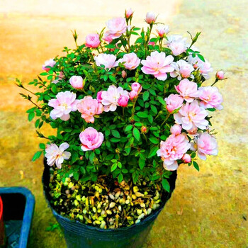 带花苞日本姬月季盆景四季开花姬紫薇姬乙女迷你微型月季桌面盆栽易活办公室内花卉姬蔷薇姬迷你好养观花2盆日本 姬月季带花苞 2年苗 具体大小看产品描述哦 图片价格品牌