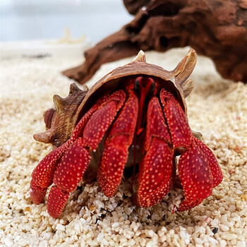 陆生寄居蟹草莓灰白深紫寄居蟹懒人宠物短腕寄居蟹观赏蟹活体 深紫色