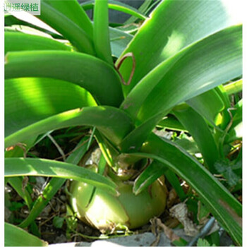 虎眼万年青种球盆栽多肉植物又名海葱水晶球可食用入药旱三奇9cm球茎不含盆 图片价格品牌报价 京东