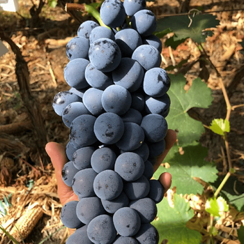 云南大理宾川高原当季黑蜜葡萄现摘新鲜当季农产品夏黑葡萄孕妇水果