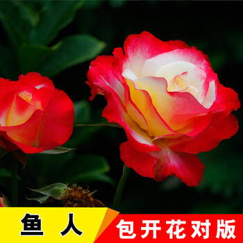 玫瑰花苗25元3棵品种五年玫瑰老根盆栽花卉绿植物月季花苗 鱼人【三颗