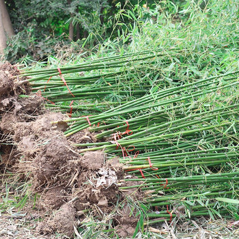 姜南庭院植物地栽竹子苗紫竹青竹罗汉竹竹苗竹根竹子四季青别墅围墙