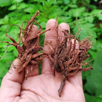贵州中草药红禾麻根红荨麻根中药材苗药红活麻根新晒干货红火麻小红麻