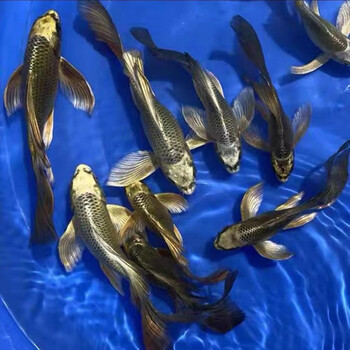 水财神(water richer)黄金蝴蝶鲤鱼苗贵妃短身锦鲤黑彗星冷水鱼淡水鱼