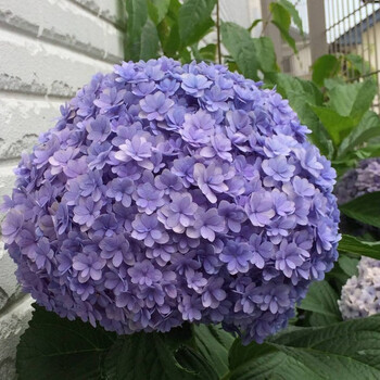 变色八仙花紫阳花阳台盆栽室内观赏花卉绣球花苗庭院地栽绿化造景点缀原盆原土发货当年开花花手鞠15 25cm 图片价格品牌报价 京东
