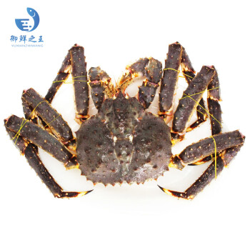 【活鲜】御鲜之X 鲜活帝X蟹2500-2650g/只 超大螃蟹肉蟹 长脚蟹