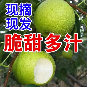 远达（YUANDA）河北青皮梨皇冠梨整箱牛奶梨应季水果脆甜多汁砀山青梨 精选大果 带箱5斤
