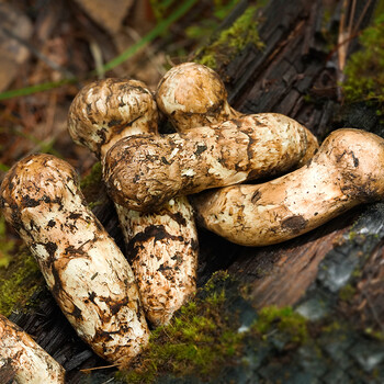 松茸新鲜云南野生菌菇7-9cm食用口蘑菇菌子特产鲜货1000g 【出口级/不