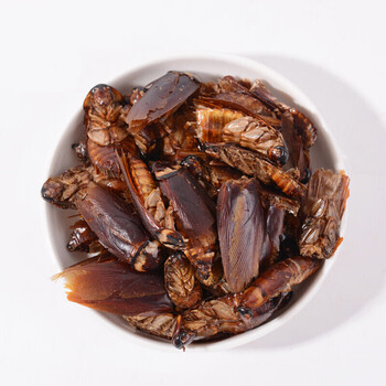 【官方】药食滋补蟑螂干美洲大蠊干蟑螂干500g杜比亚蟑螂龙鱼饲料可