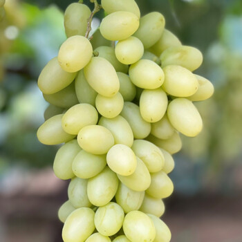 【纯甜马奶葡萄】正宗怀来马奶葡萄大提子甜口葡萄张家口阳光玫瑰