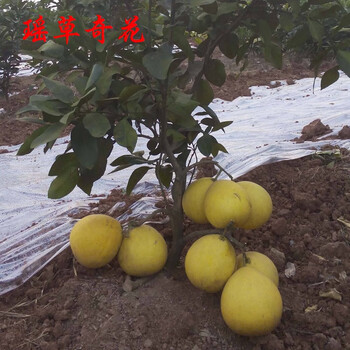 柚子树苗柚子苗柚子树苗红肉蜜柚子苗矮晚柚矮晚柚香柚沙田柚庭院果树苗木地栽盆栽适合矮晚柚子苗