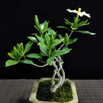 [优选]小叶栀子花盆栽 日本金边花叶栀子花盆景 室内书桌花卉 芳香