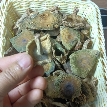 源自云南大山里的特产,干货青头菌 梨菇 500克