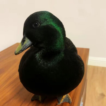 宠物鸭子柯尔鸭可达鸭纯种活体网红小黄鸭活鸭物幼