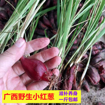 野生小红蒜根中药材滋补红葱通鼻小红蒜红葱头百步还阳血葱1斤 2500g