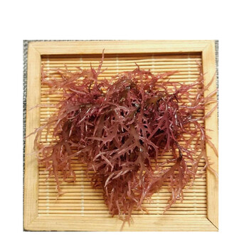 大菜园 新鲜冰藻干货 凉拌菜 海草龙须菜 新晒冰藻 海藻石花菜 1kg装