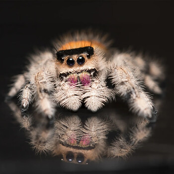 京佳乐佛罗里达跳蛛跳蛛橙佛卢卡斯昆虫科普微距摄影儿童礼物非灰佛 4