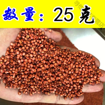 养殖猪牛羊鱼虾蟹畜禽水产进口杂交苏丹草牧草 【高丹草:种子】25克