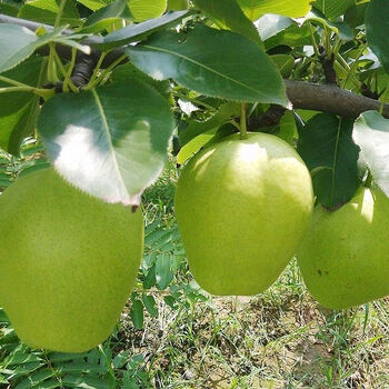 【京选推荐】陕西脆甜蒲城早酥梨青皮梨新鲜当季孕妇水果薄皮多汁小