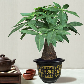 发财树整高35-40厘米塑料福字盆