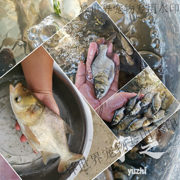 缩骨大头鱼鱼苗缩骨花鲢缩骨胖头缩骨鳙观赏鱼苗淡水养殖食用 (6/8