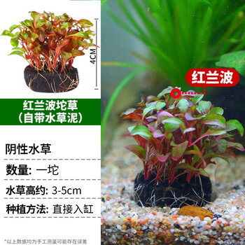 疯狂水草水草活体鱼缸造景植物莫斯蜈蚣草牛毛浮萍水榕绿藻懒人阴性前后景水草用品红波坨草 自带水草泥 图片价格品牌报价 京东